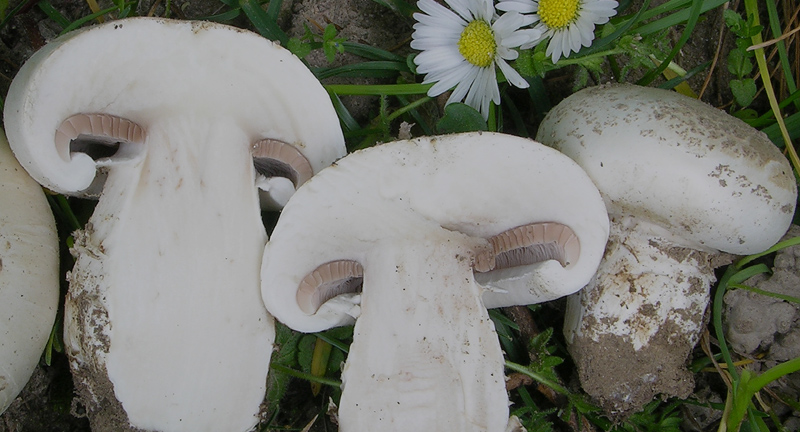 Agaricus campestris da confermare.